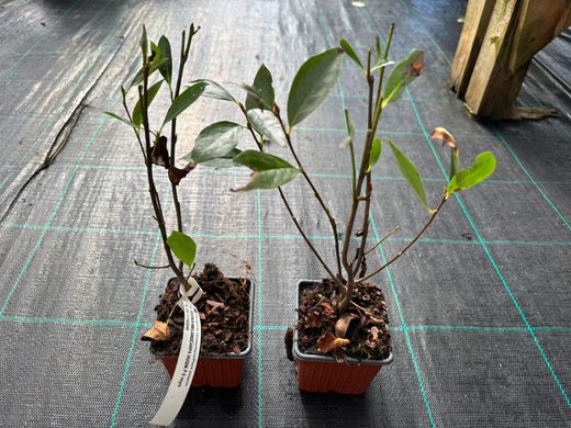 Aronia melanocarpa 'Hugin'