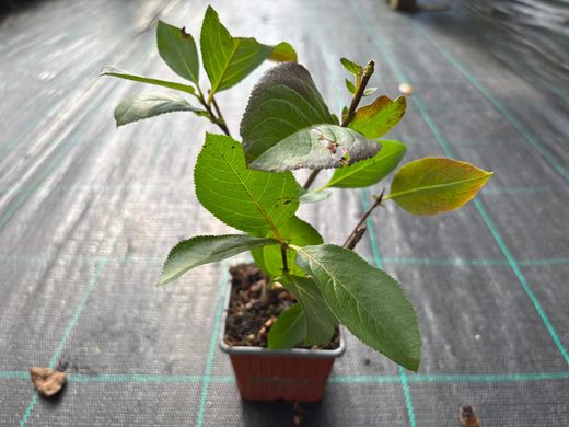 Aronia prunifolia "Nero"