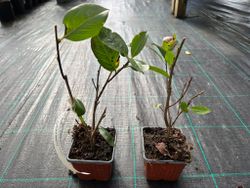 Aronia prunifolia "Nero"