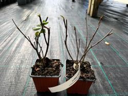 Aronia prunifolia 'Viking'