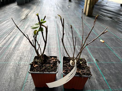 Aronia prunifolia 'Viking'