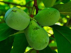 Asimina triloba - Pawpaw o Banano de montaña