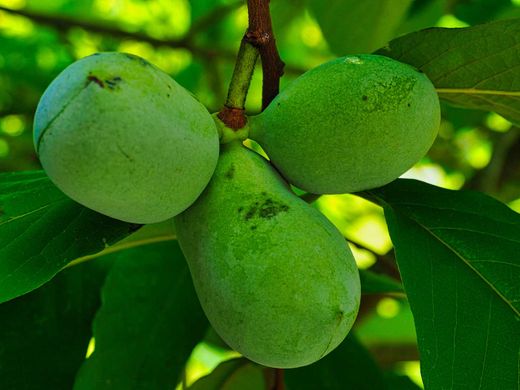 Asimina triloba - Pawpaw o Banano de montaña