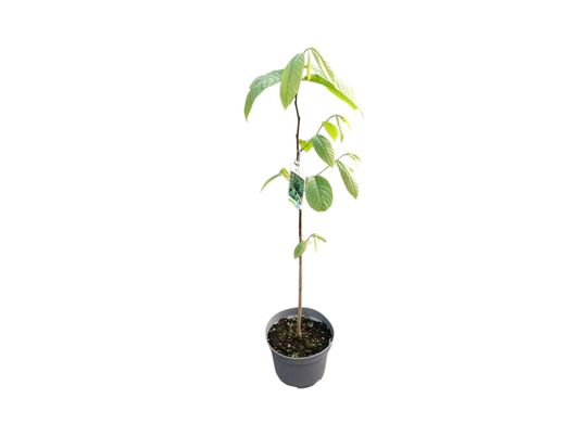 Asimina triloba - Pawpaw o Banano de montaña