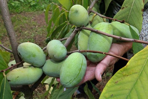 Asimina triloba - Pawpaw o Banano de montaña