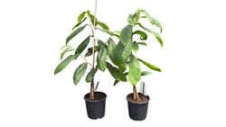 Asimina triloba Prima 1216 - Banano de montaña