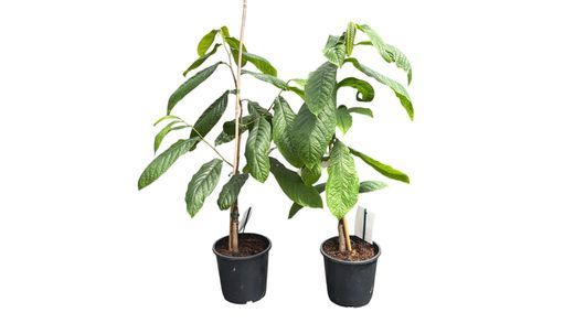 Asimina triloba Prima 1216 - Banano de montaña
