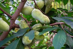 Asimina triloba Prima 1216 - Banano de montaña