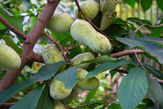 Asimina triloba Prima 1216 - Banano de montaña