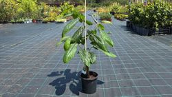 Asimina triloba Prima 1216 - Banano de montaña