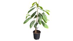 Asimina triloba Prima 1216 - Banano de montaña