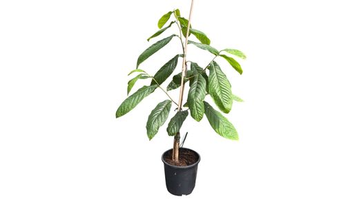 Asimina triloba Prima 1216 - Banano de montaña