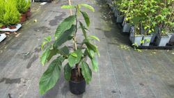 Asimina triloba Sunflower - Pawpaw Autofértil