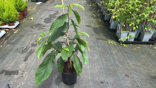 Asimina triloba Sunflower - Pawpaw Autofértil