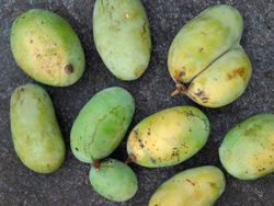 Asimina triloba Sunflower - Pawpaw Autofértil