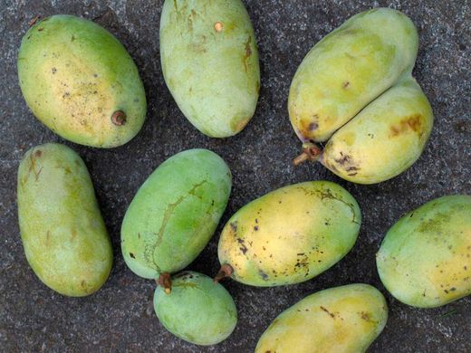 Asimina triloba Sunflower - Pawpaw Autofértil