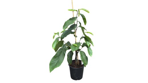 Asimina triloba Sunflower - Pawpaw Autofértil