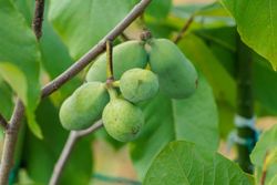 Asimina triloba Sunflower - Pawpaw Autofértil