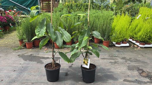 Asimina triloba Sunflower - Pawpaw Autofértil