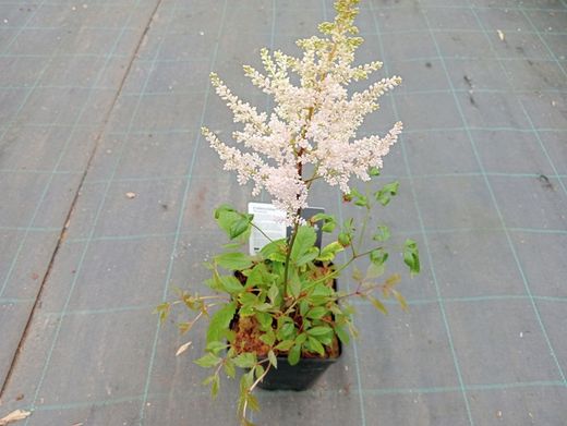 astilbe erika