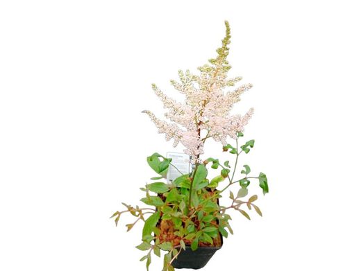 astilbe erika