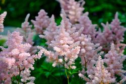 astilbe erika
