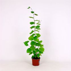 Avellano, abeleira, Corylus avellana