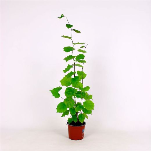 Avellano, abeleira, Corylus avellana