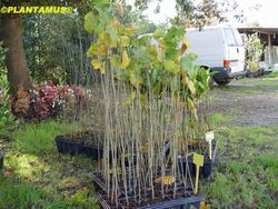 Avellano, abeleira, Corylus avellana