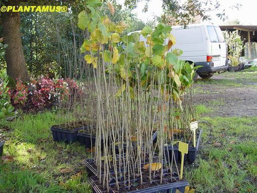 Avellano, abeleira, Corylus avellana