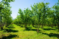 Avellano, abeleira, Corylus avellana