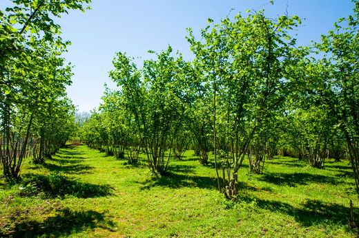 Avellano, abeleira, Corylus avellana