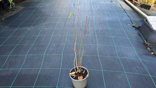 Avellano, abeleira, Corylus avellana