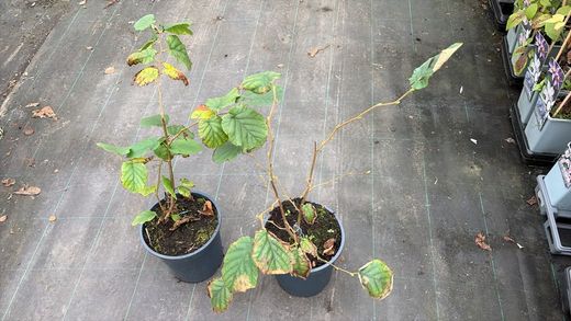 Avelã, Abeleira, Corylus avellana