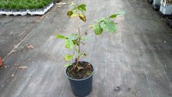 Avelã, Abeleira, Corylus avellana
