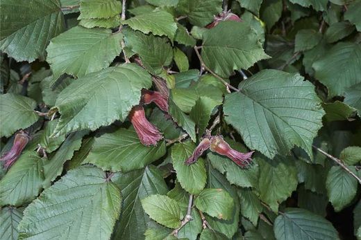 Lambert Hazel, Corylus maxima purpurea