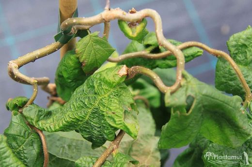 Avellano tortuoso, Corylus avellana contorta