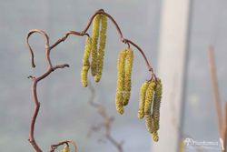 Avellano tortuoso, Corylus avellana contorta