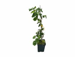 Avellano tortuoso, Corylus avellana contorta