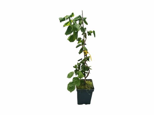 Avellano tortuoso, Corylus avellana contorta