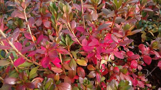 Azalea japónica Blaus Pink