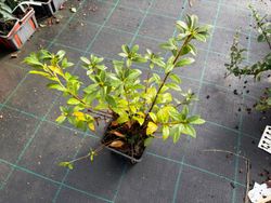 Azalea japonica "Blue Danube"