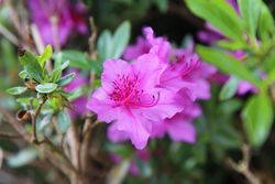 Azalea japonica "Blue Danube"