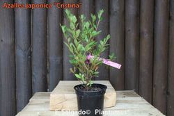 Azalea japonica Christina, rosa vivo doble