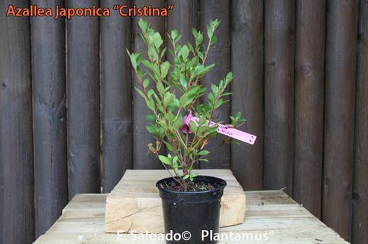 Azalea japonica Christina, rosa vivo doble