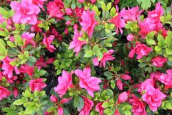 Azalea japonica Christina, rosa vivo doble