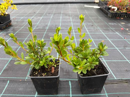 Azalea japonica Christina, rosa vivo doble