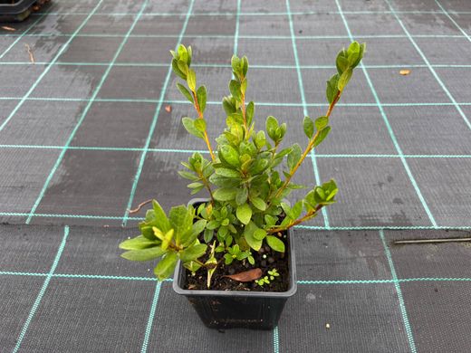 Azalea japonica Christina, rosa vivo doble