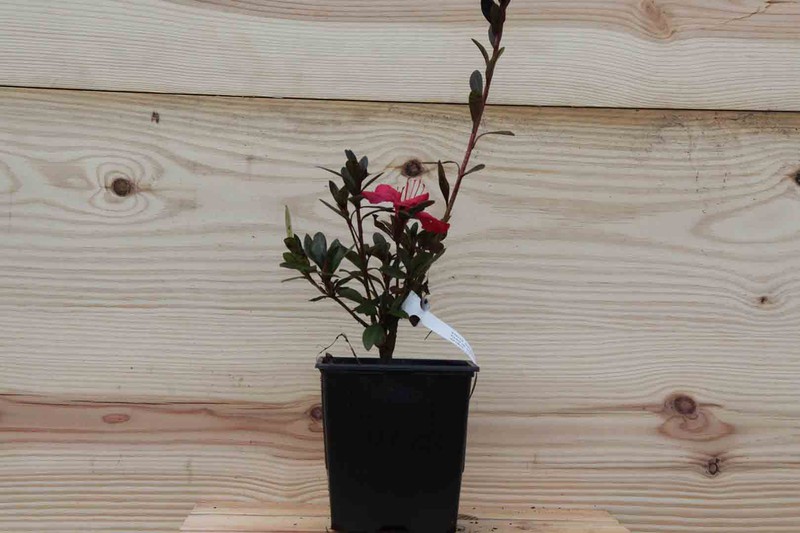 Azalea japónica excelsior, flor en forma de trompeta roja. — Plantamus  Vivero online