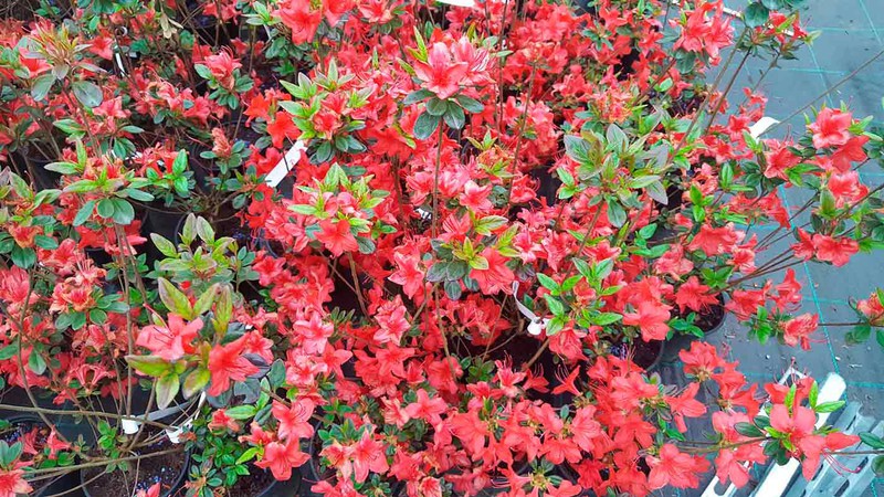 Azaléia do japão da Flórida: rosa avermelhado com flor dupla — Plantamus  Nursery online